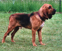 a well breed Bloodhound dog
